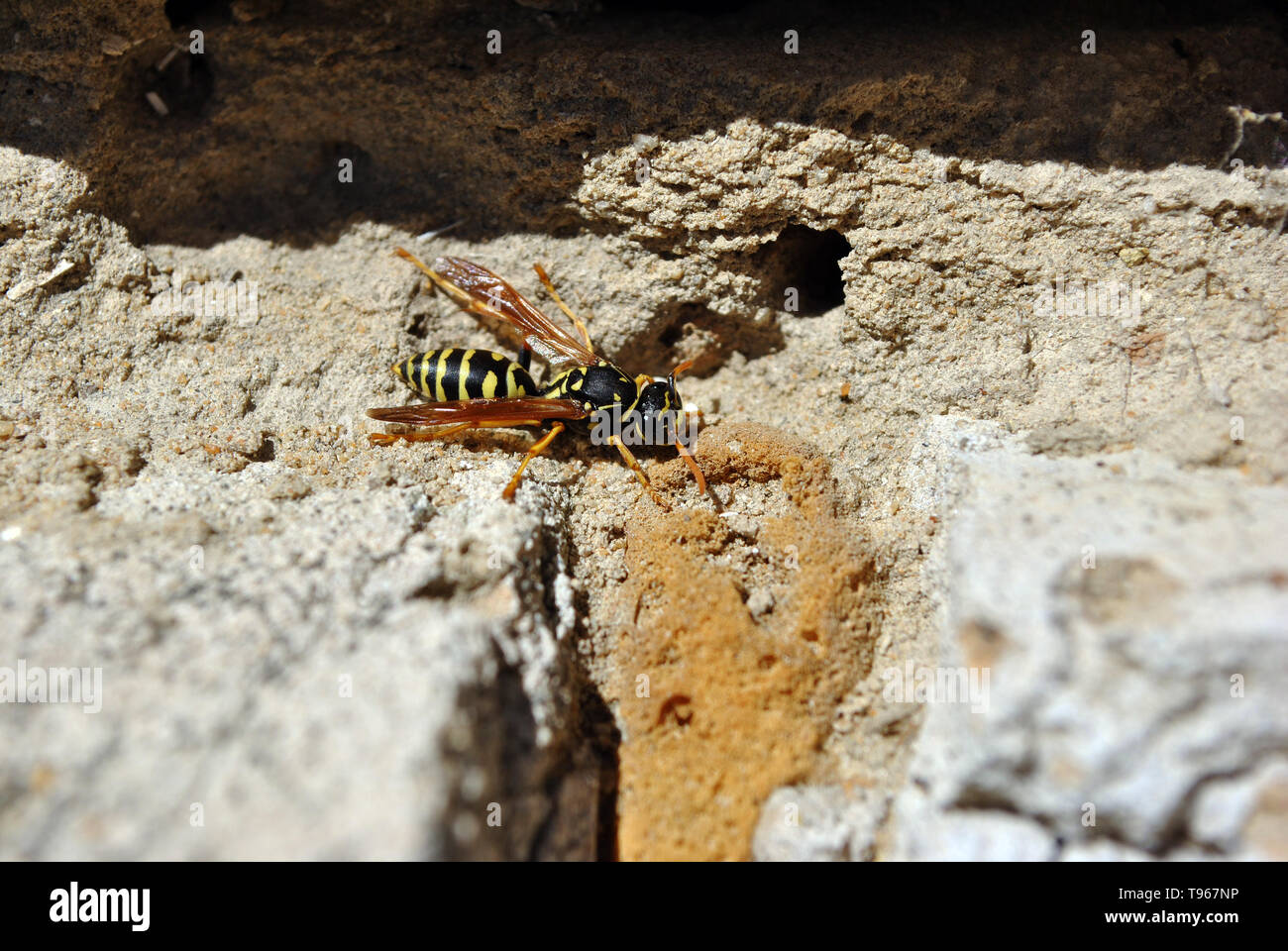 Wasp seduti sulla morbida sabbia sfocate texture di sfondo Foto Stock