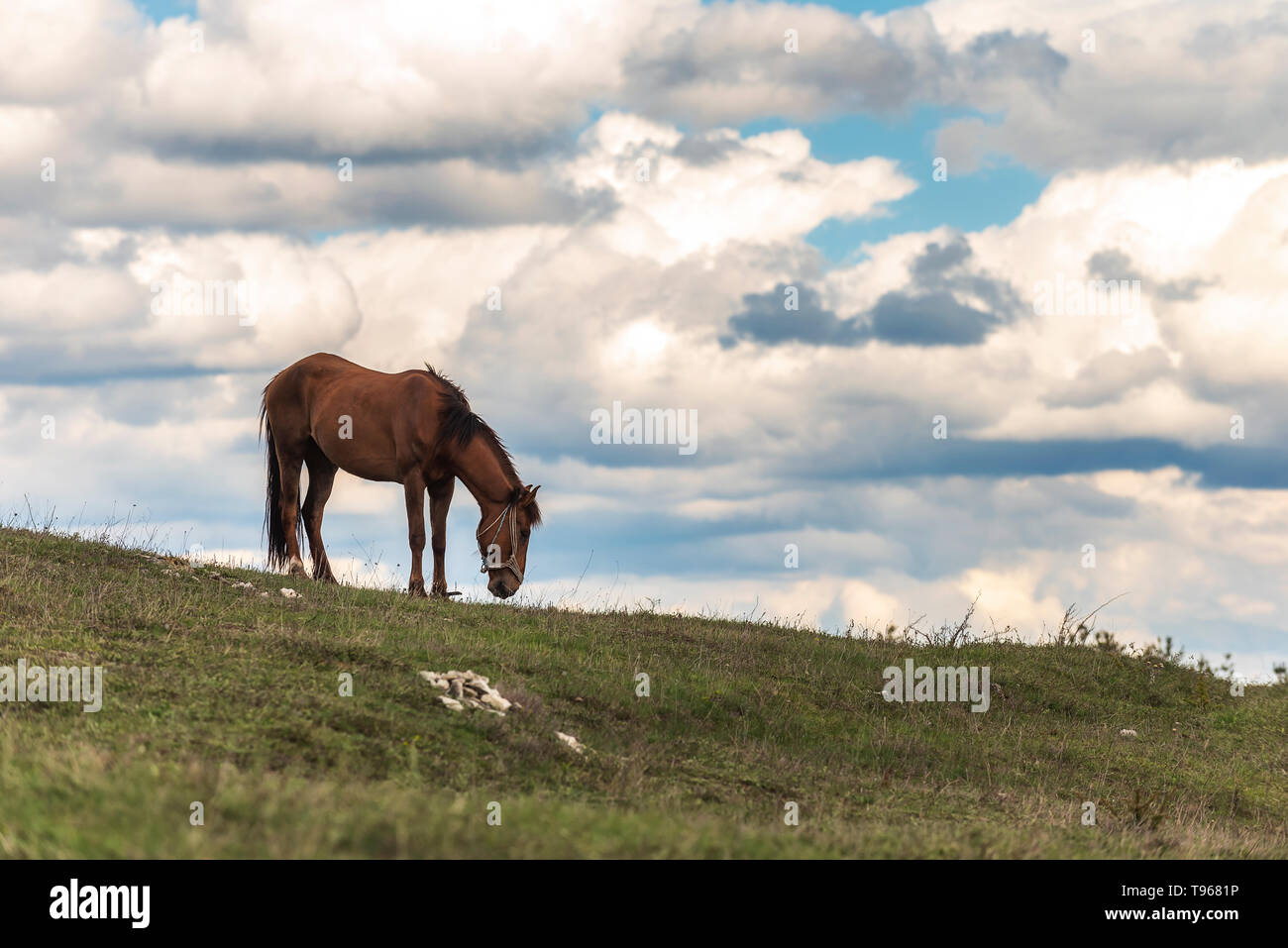 Lonely cavallo in alta montagna Foto Stock