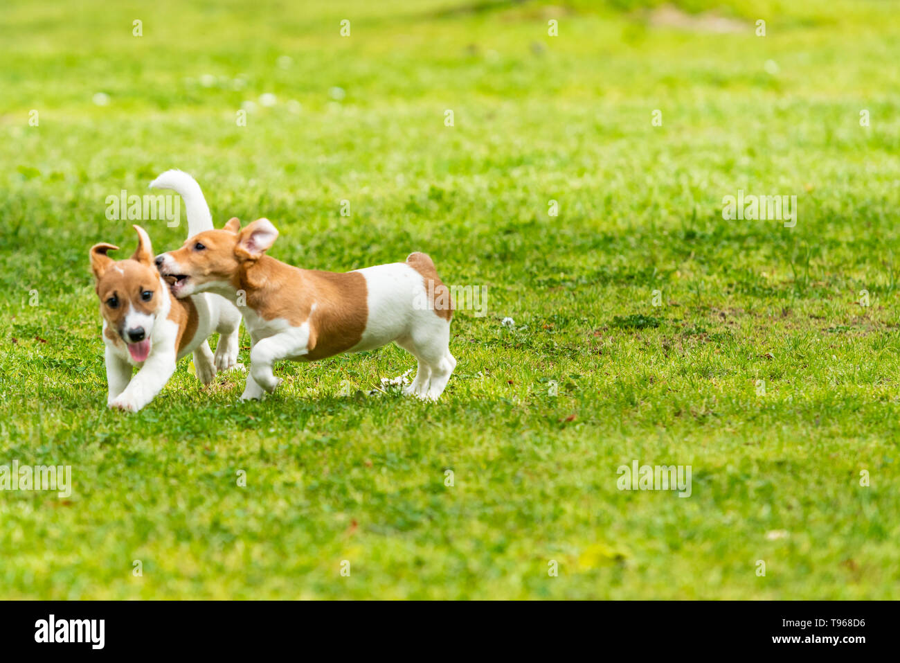 Due Jack Russell Terrier durante la riproduzione. Due meravigliosi jack russell cuccioli Foto Stock