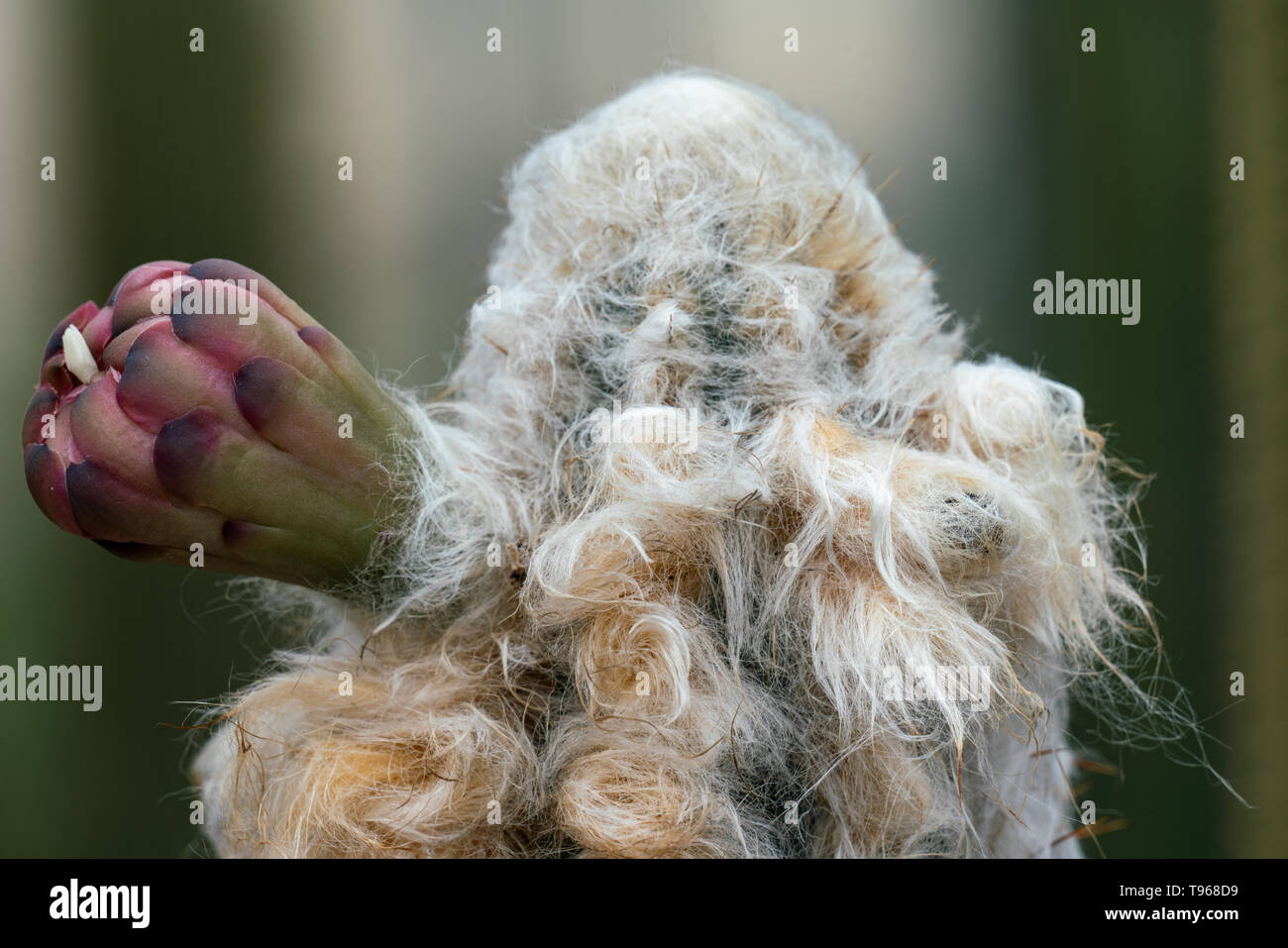 Macro Close up di un molto peloso cactus fioritura della specie Pilosocereus leucocephalus con hugh germoglio di fiore, un sacco di capelli e sfondo bokeh di fondo Foto Stock