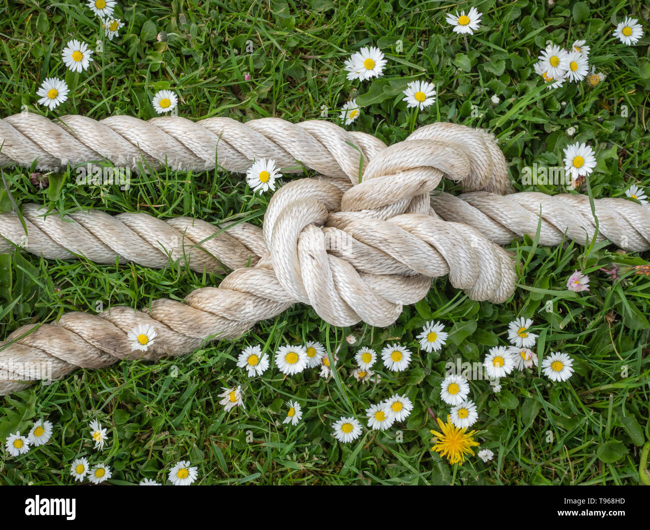 Guardando verso il basso su una spessa corda con un nodo come esso giace su qualche erba con margherite. Foto Stock