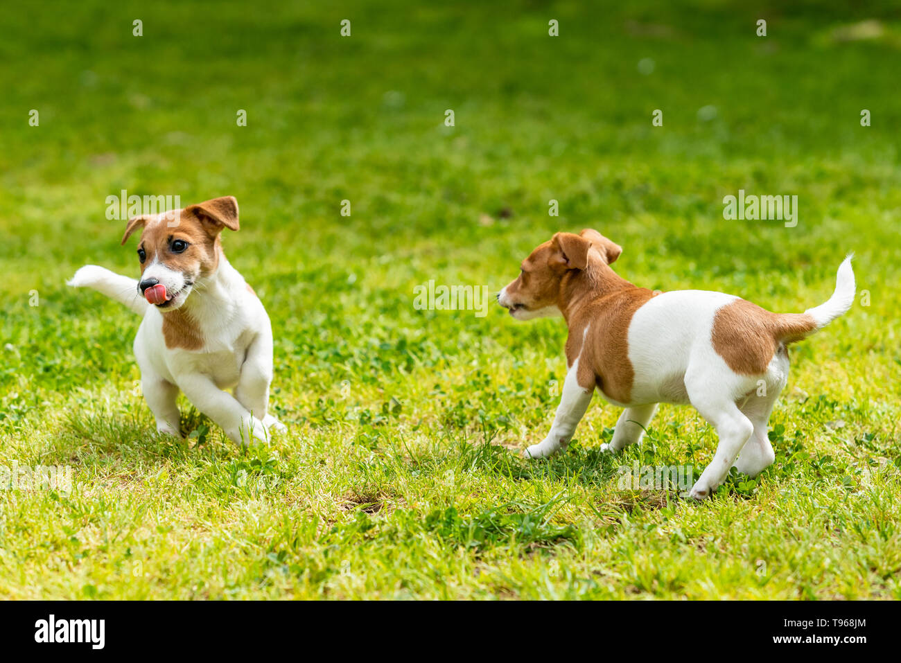 Due Jack Russell Terrier durante la riproduzione. Due meravigliosi jack russell cuccioli Foto Stock