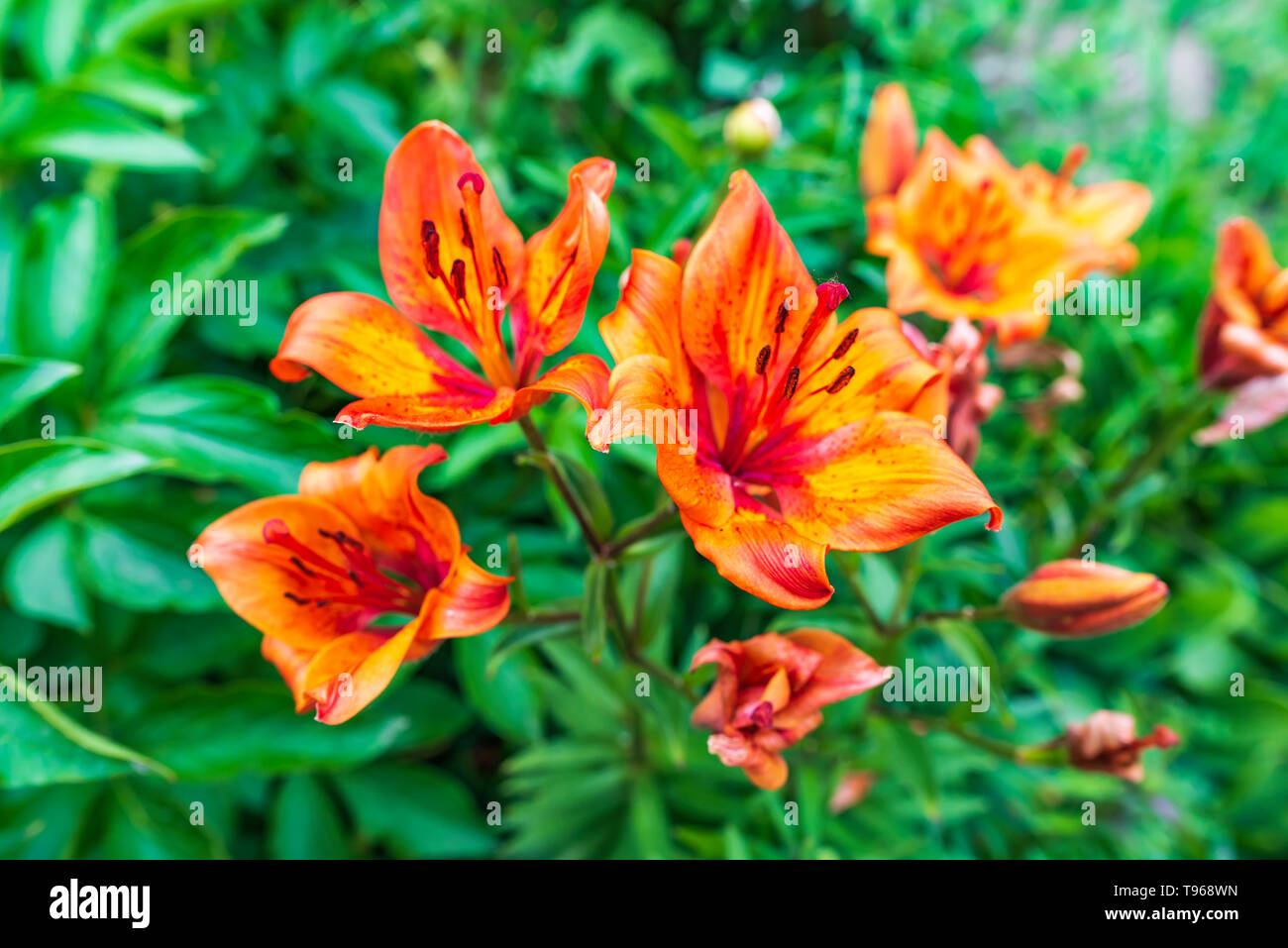 Bel colore arancione Lily (Lilium bulbiferum) noto anche come giglio di fuoco con lo sfondo del giardino Foto Stock