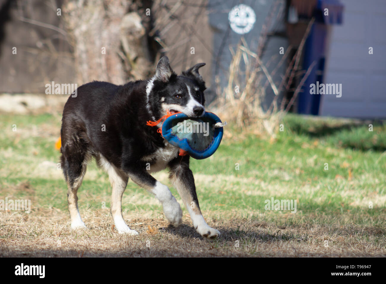 Tri rivestire Border Collie in esecuzione attraverso il cortile con il suo frisbee in bocca mentre si gioca su una soleggiata giornata di primavera nel Connecticut. Foto Stock