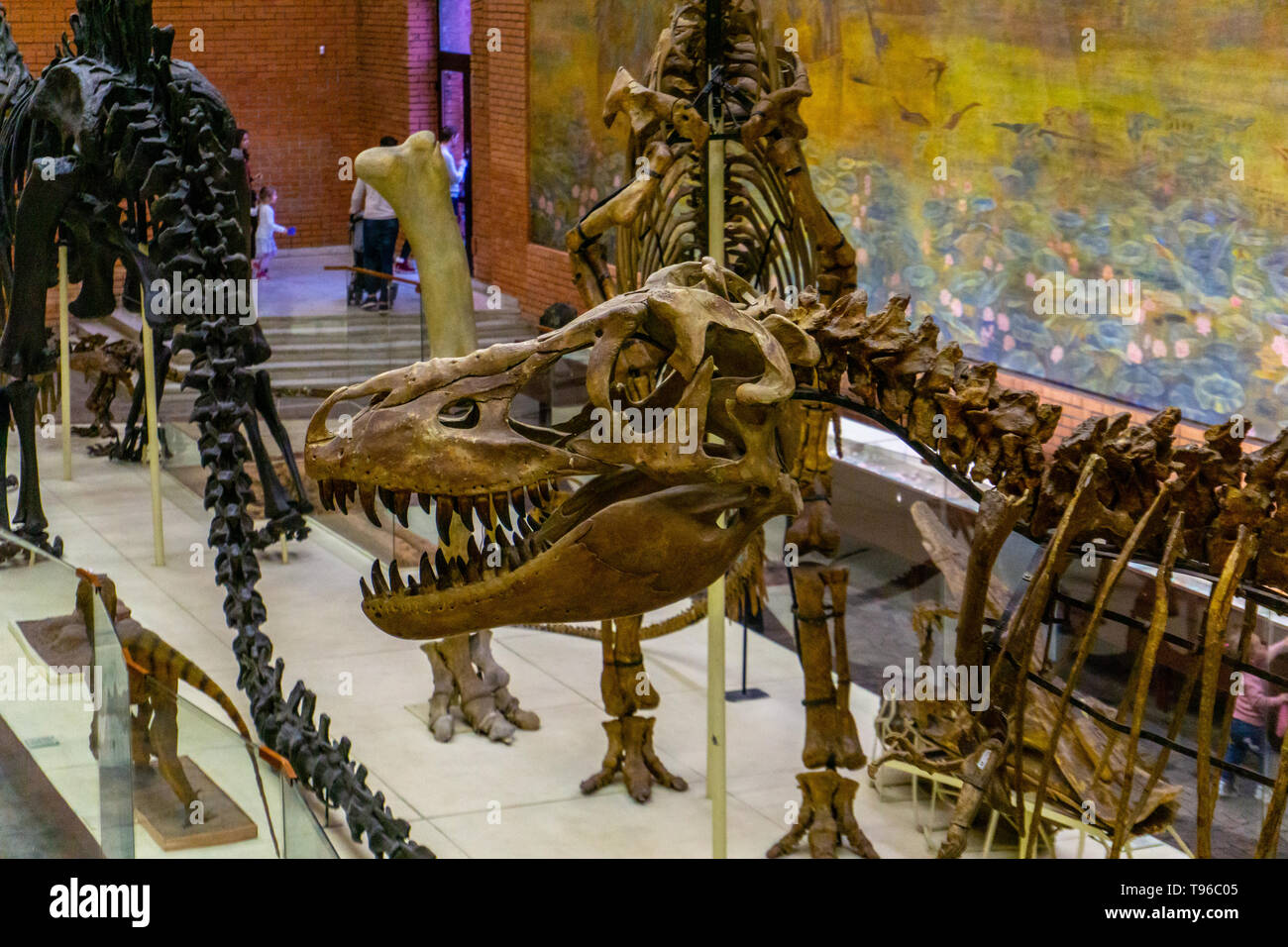 Lo scheletro di predatori di dinosauro carnivoro Tirannosauro. Il Museo Paleontologico di Mosca, 28.01.2019 Foto Stock