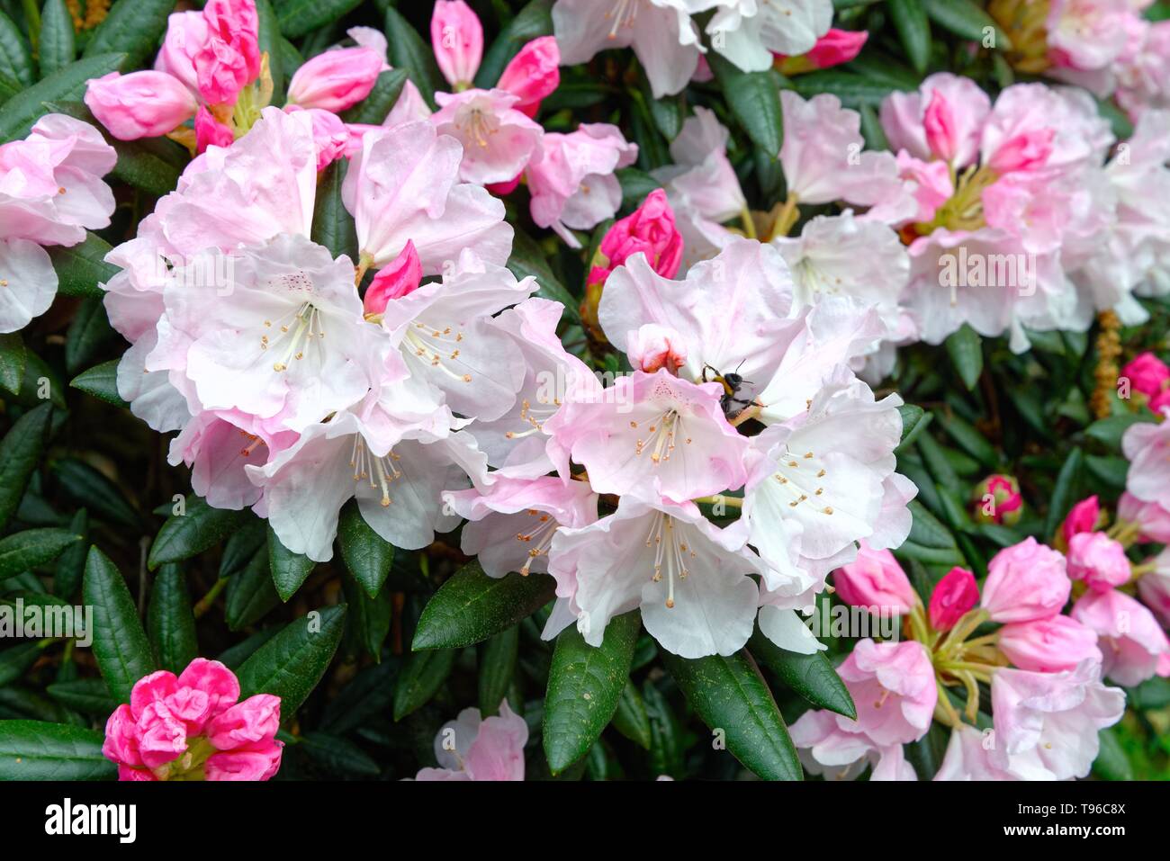 Chiudere il fiore di rododendro 'Streatley' in primavera REGNO UNITO Foto Stock