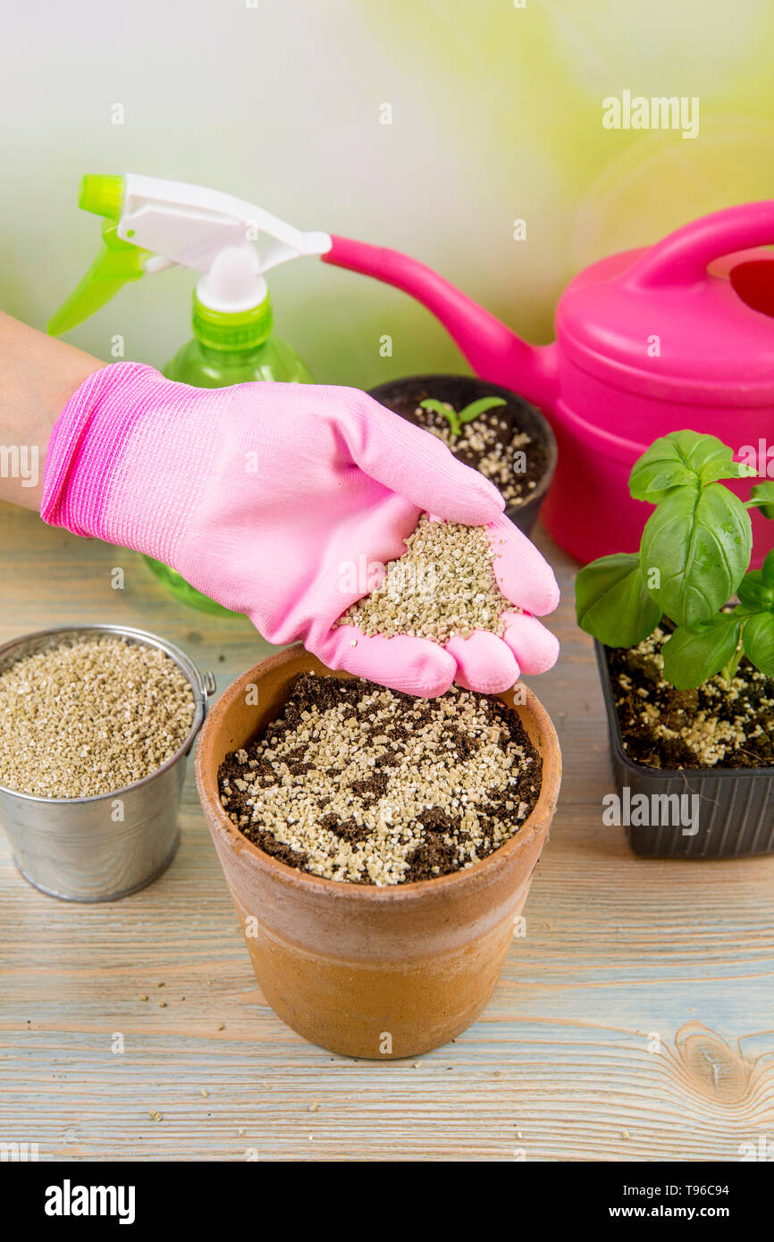 Donna giardiniere mano miscelando la vermiculite e granuli di colore nero con terreno di giardinaggio migliora la ritenzione di acqua, aria, la crescita di radice delle capacità di tutti i p Foto Stock