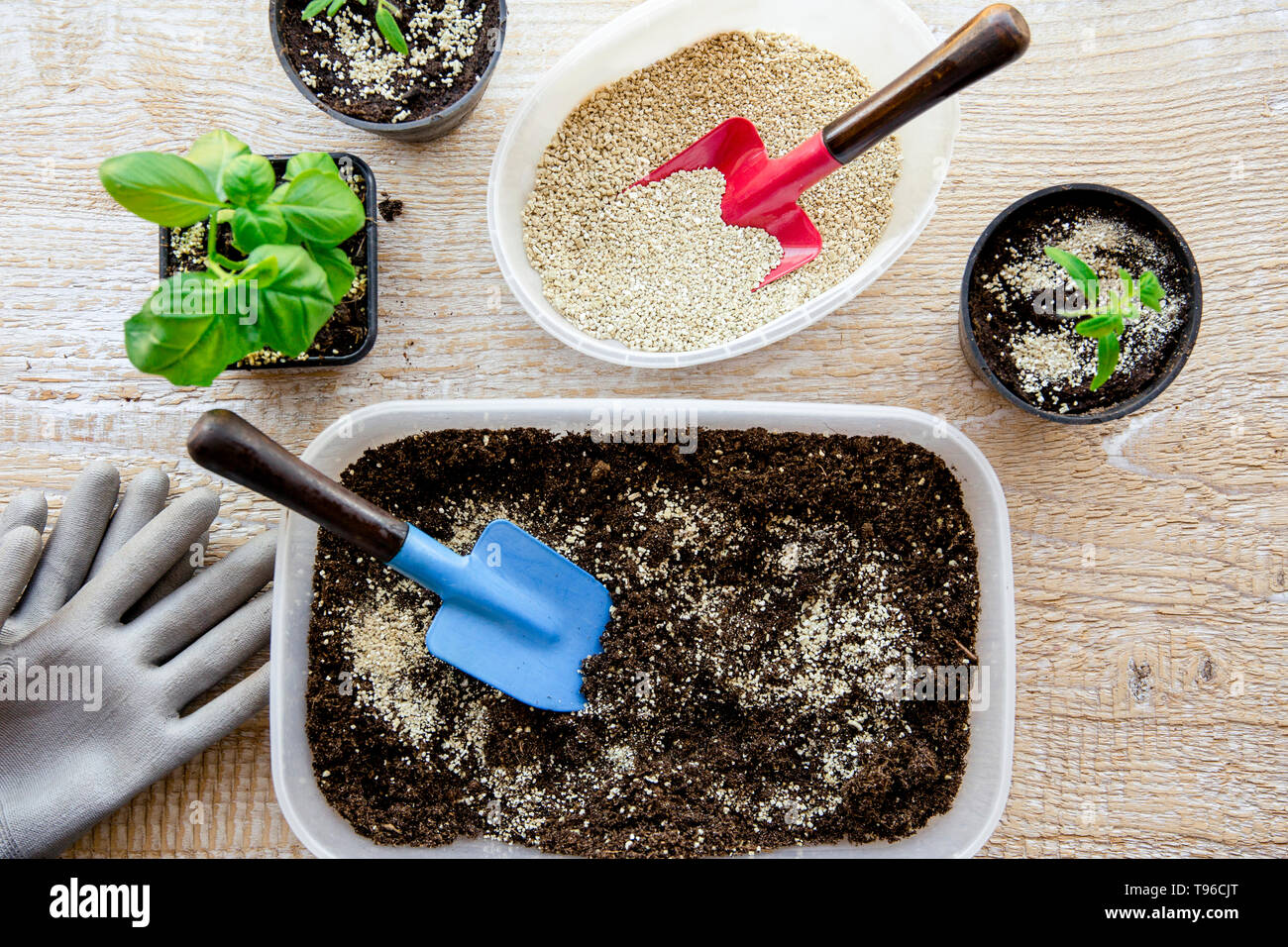 La miscelazione di vermiculite e granuli di colore nero con terreno di giardinaggio migliora la ritenzione di acqua, aria, radice di capacità di crescita di tutte le piante che crescono in vaso Foto Stock