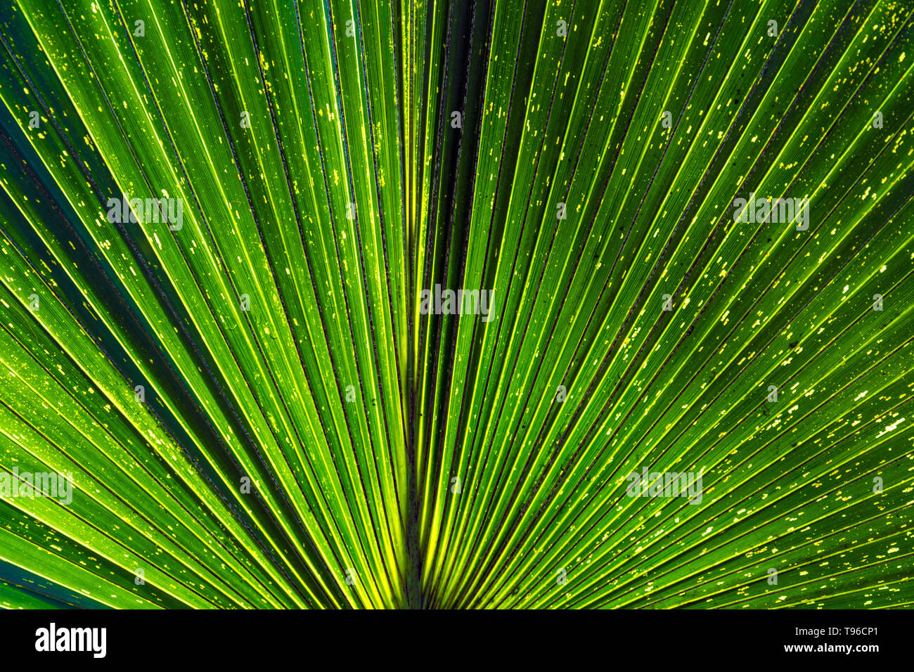 Close-up di una Palma foglie (Kew Gardens, Londra, Regno Unito) Foto Stock