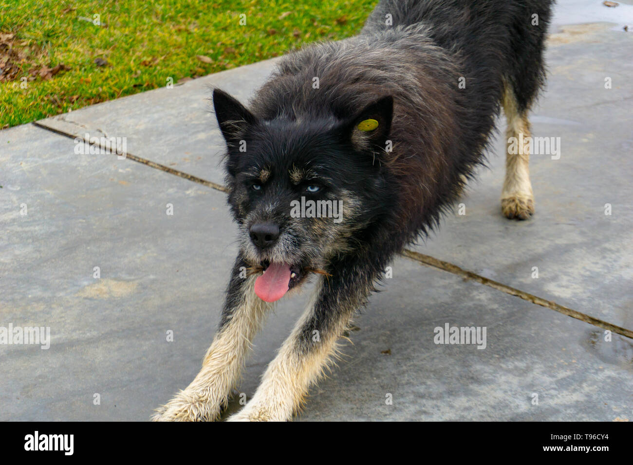 Stretching dagli occhi blu senzatetto vaganti cane lupo Foto Stock