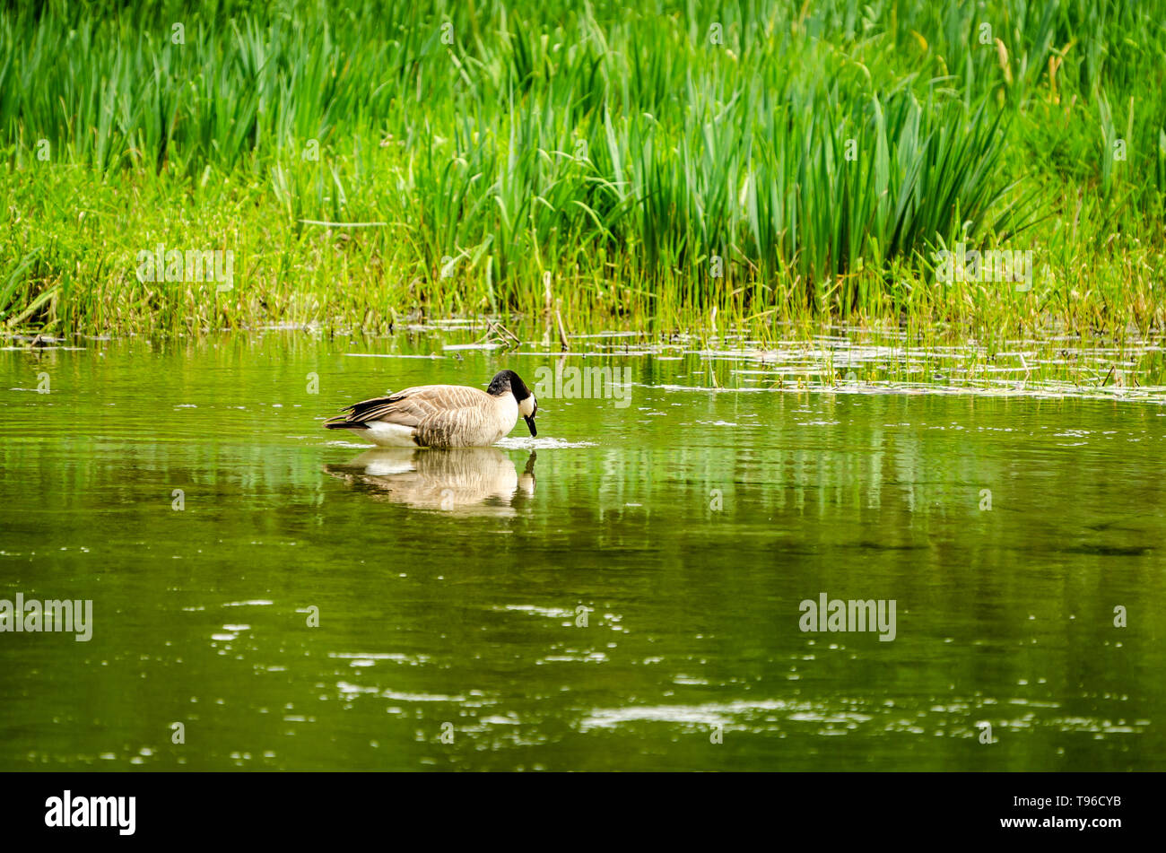 Canada Goose presso il piccolo Spokane Area Naturale Foto Stock