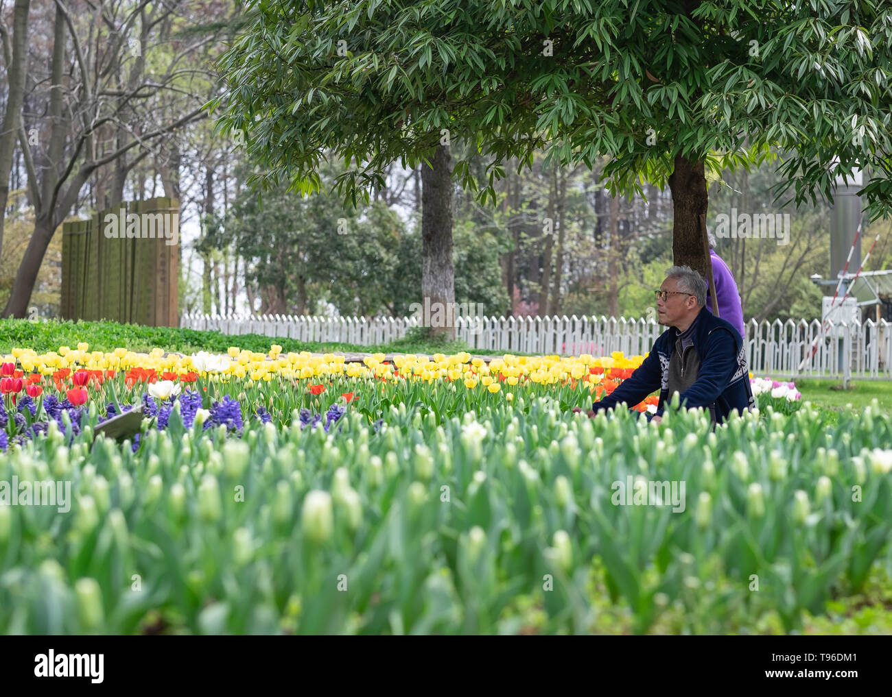 WUHAN-HUBEI/Cina, MAR 29-2019: Wuhan Botanic Garden. Uomo aspecifici guardando i campi di tulipani nel parco. Una sua della destinazione di viaggio fo Foto Stock