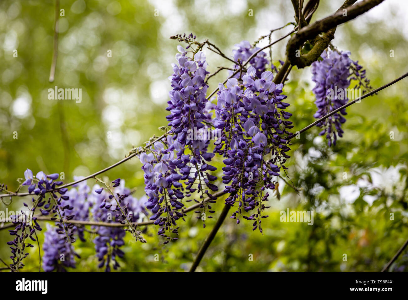 Il Glicine fiorisce Foto Stock