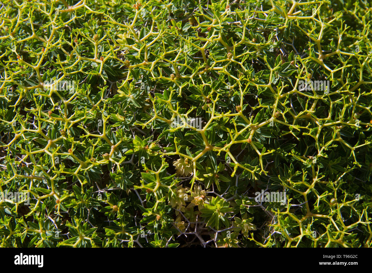 Close-up di fico d'India burnett o Phrygane di Sarcopoterium spinosum Foto Stock