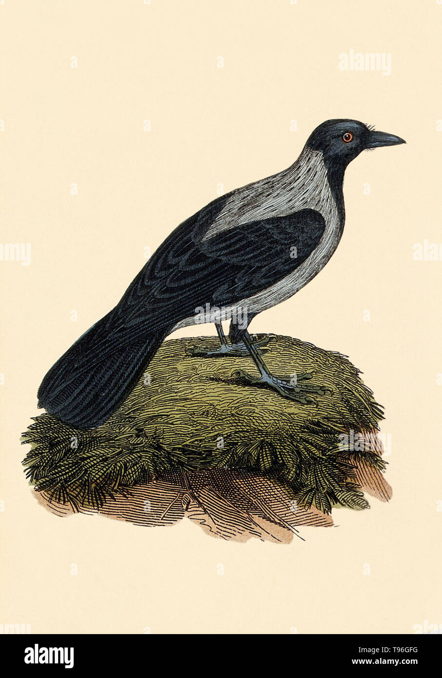 Illustrazione di una cornacchia mantellata (Corvus cornix). La cornacchia mantellata è un uccello eurasiatico specie del genere Corvus. È anche noto localmente come Scotch crow, Kentish crow e danese crow. In Irlanda è chiamato caróg liath o cornacchia grigia. Foto Stock