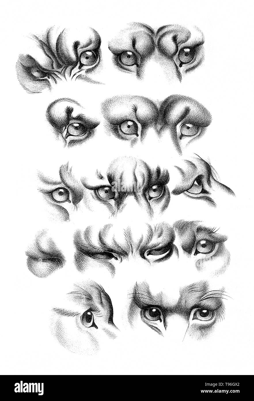 L'obiettivo della fisionomia è quello di giudicare il carattere in base alle caratteristiche del viso. Charles Le Brun (24 febbraio 1619 - 12 febbraio 1690) era un pittore francese, arte teorico, arredatore e pittore di corte di Luigi XIV. Foto Stock