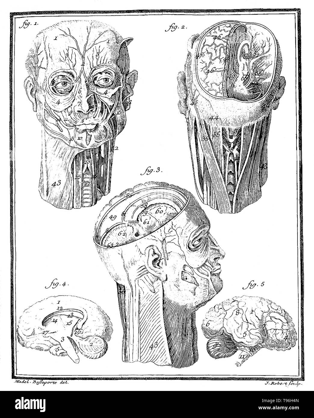 Comte de Buffon: Histoire Naturelle, V.III. Disegno anatomico della testa umana mostra diversi comparti del cervello.L'Histoire Naturelle, générale et particulière, avec la description du Cabinet du Roi (Storia Naturale, generale e particolare, con una descrizione del Re del gabinetto) è una raccolta enciclopedica di 36 grandi (quarto) volumi scritti tra il 1749-1804 dal Comte de Buffon e continuato in otto volumi di più dopo la sua morte dai suoi colleghi. Foto Stock