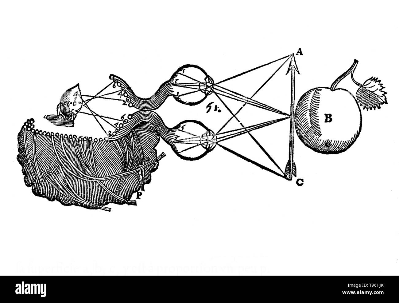 La percezione della freccia e Apple. Descartes originariamente pianificato di pubblicare de homine (L'homme et onu traitte, Trattato dell'uomo) in 1633, ma audizione della condanna di Galileo da parte della Chiesa, egli si è preoccupato per la propria sicurezza e ha rifiutato di avere stampato. La prima edizione di questo lavoro è stato pubblicato dodici anni dopo la sua morte. Descartes visitato macellerie per studiare specifiche organi animali e praticato la dissezione e vivisezione per esplorare il funzionamento dei principali sistemi di organi. Foto Stock