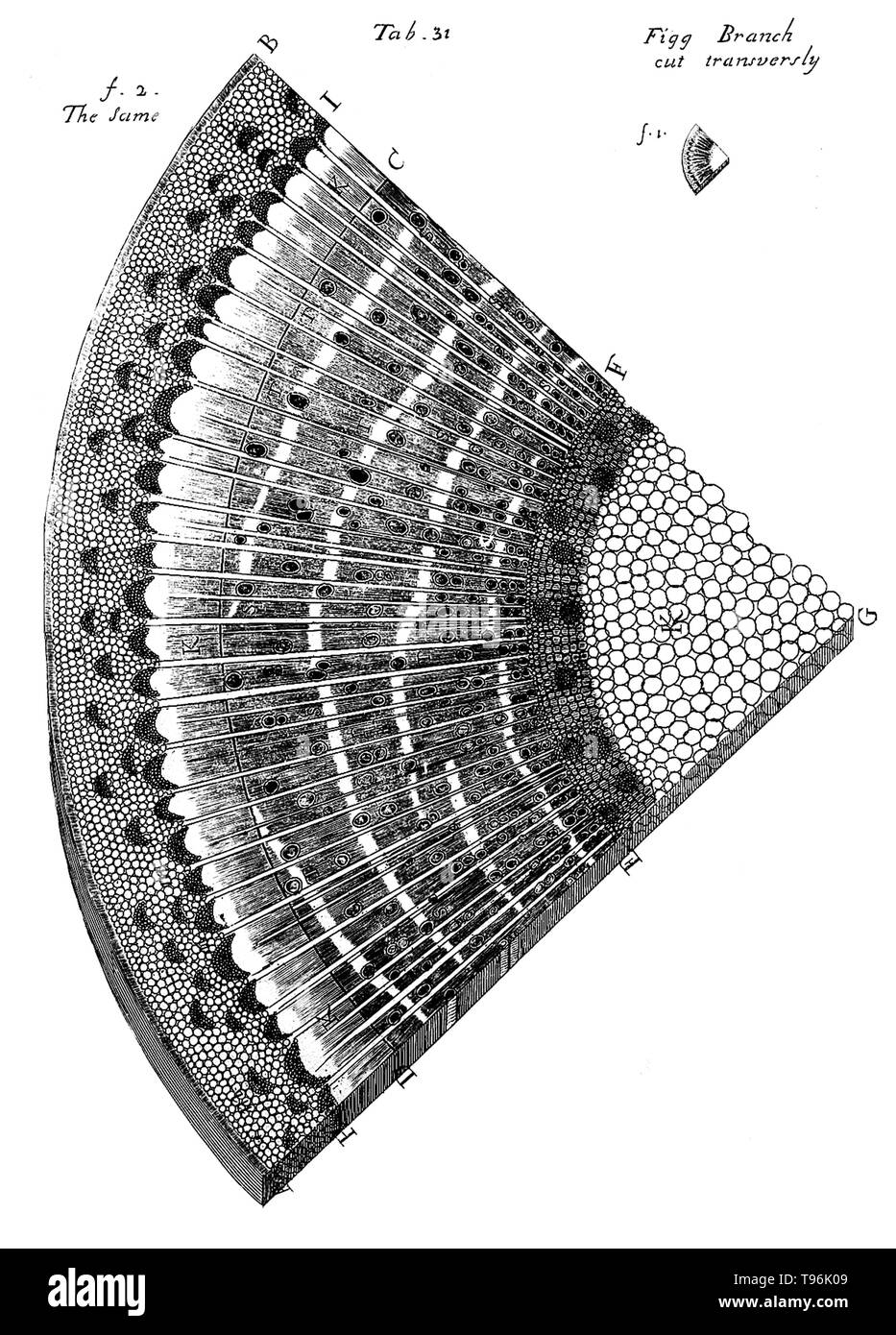 L'anatomia delle piante/con un'idea di una storia filosofica di piante. e diverse altre lezioni. Leggere prima la Royal Society. Stampato da W. Rawlins per l'autore, 1682. Scheda. 31 - fig ramo transversly tagliato. Neemia è cresciuto (Settembre 26, 1641 - 25 Marzo 1712) era un impianto inglese anatomista e fisiologo, noto come il padre di Anatomia vegetale. Nel 1671 ha preso il grado di M.D. presso l'Università di Leiden. Nel 1672 si stabilì a Londra e presto ha acquisito una vasta pratica come un medico. Foto Stock