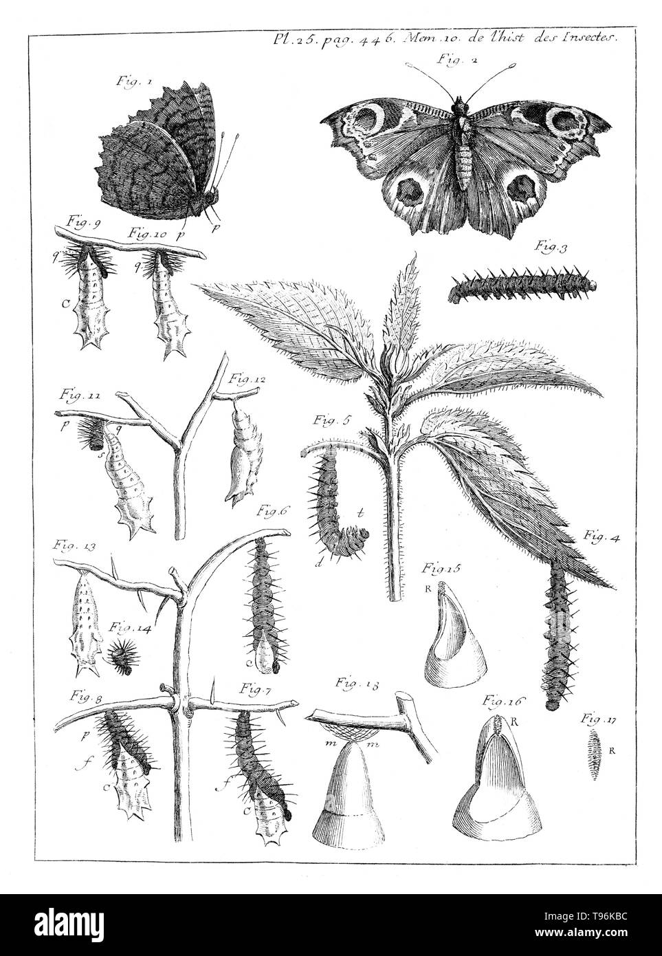 La piastra 25 dal Volume 1 DI M oires pour servir à l'histoire des insectes. René Antoine Ferchault de Réaumur (Febbraio 28, 1683 - 17 ottobre 1757) è stato uno scienziato francese che hanno contribuito a molti campi diversi, soprattutto lo studio di insetti. Nel 1699 ha studiato diritto civile e matematica. Nel 1703 si recò a Parigi dove ha proseguito lo studio della matematica e della fisica, e nel 1708 è stato eletto, all'età di 24, un membro della Académie des Sciences. Foto Stock