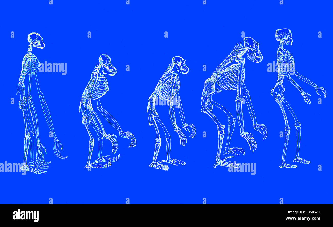 L'evoluzione dell'uomo, 1879. Un popolare esposizione dei punti principali di umana ontogenesi e filogenesi da Ernst Haeckel. Il naturalista Ernst Haeckel (1834- 1919) era un tedesco biologo naturalista, filosofo, medico, professore e artista che ha scoperto, descritto e denominato migliaia di nuove specie, mappato un albero genealogico riguardanti tutte le forme di vita, e ha coniato molti termini in biologia, compresi anthropogeny, ecologia, phylum, filogenesi e il regno protisti. Foto Stock