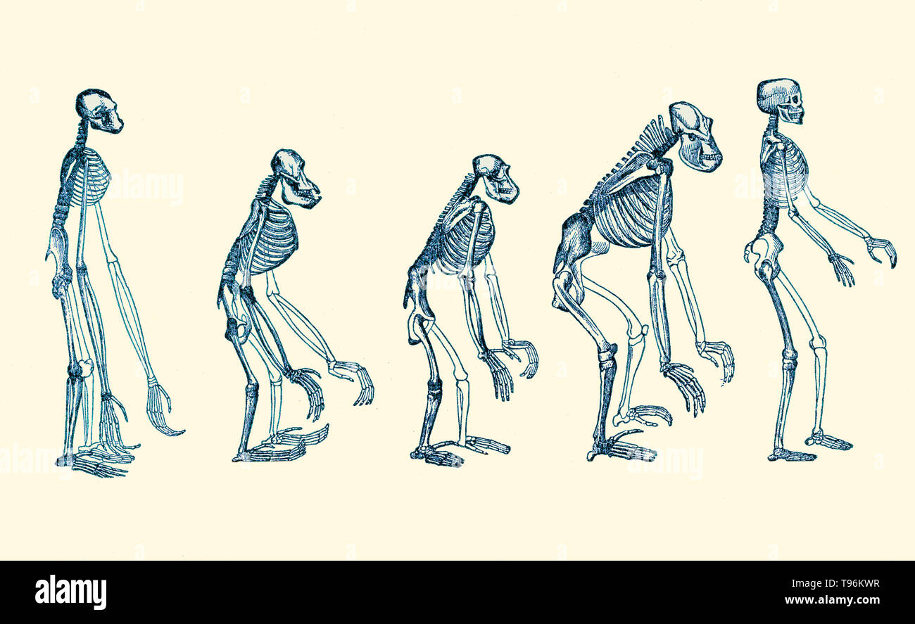 L'evoluzione dell'uomo, 1879. Un popolare esposizione dei punti principali di umana ontogenesi e filogenesi da Ernst Haeckel. Il naturalista Ernst Haeckel (1834- 1919) era un tedesco biologo naturalista, filosofo, medico, professore e artista che ha scoperto, descritto e denominato migliaia di nuove specie, mappato un albero genealogico riguardanti tutte le forme di vita, e ha coniato molti termini in biologia, compresi anthropogeny, ecologia, phylum, filogenesi e il regno protisti. Foto Stock
