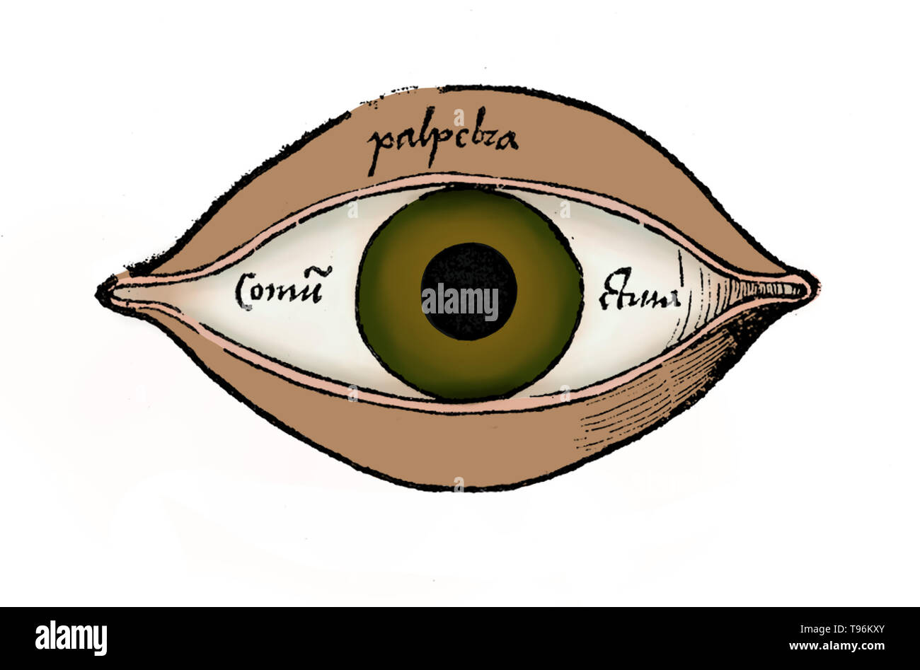 Schema dell'occhio da Margarita philosophica di Gregor Reisch (1467-1525) era un tedesco di Certosini scrittore umanista. La sua opera principale è il Margarita philosophica, che apparve per la prima volta a Friburgo nel 1503. Si tratta di una enciclopedia di conoscenze inteso come un libro di testo per gli studenti, e contiene in dodici libri latino grammatica, dialettica, retorica, aritmetica, musica, geometria, astronomia, fisica, storia naturale, fisiologia, psicologia, e l'etica. L'utilità del lavoro è stata aumentata da numerose xilografie e un indice completo. Foto Stock