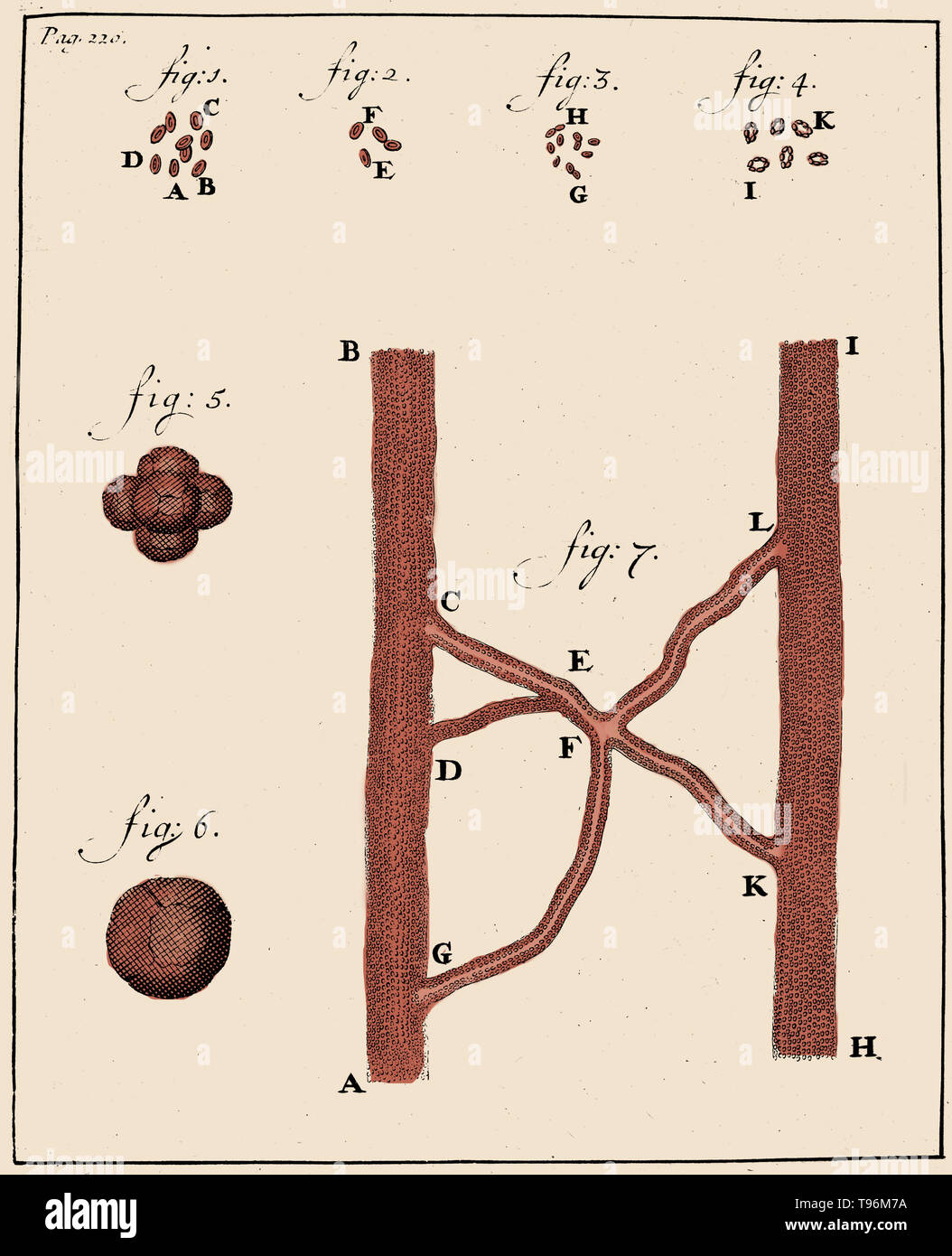 I corpuscoli sanguigni, Anthony van Leeuwenhoek, 1719. Silografia che mostra gli spermatozoi di coniglio (figg. 1-4) e cane (figg. 5-8), osservate e disegnata da Anthony van Leeuwenhoek, 1677. Leeuwenhoek (1632-1723) era un scienziato olandese, ora considerato il primo microbiologo. Egli è meglio conosciuto per il suo lavoro sul miglioramento del microscopio e per i suoi contributi verso lo stabilimento di microbiologia. Foto Stock