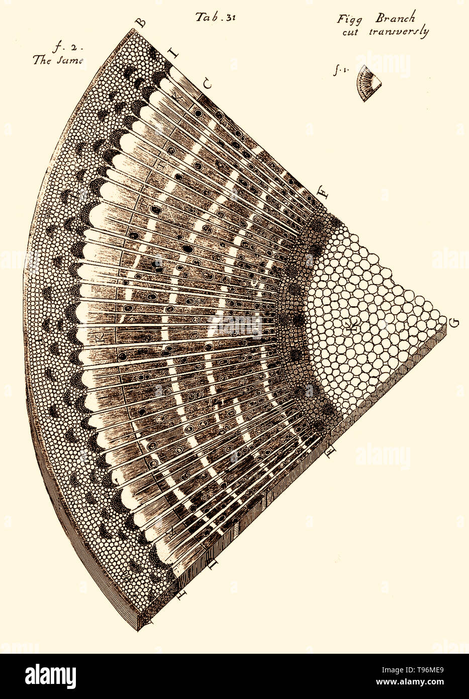 L'anatomia delle piante/con un'idea di una storia filosofica di piante. e diverse altre lezioni. Leggere prima la Royal Society. Stampato da W. Rawlins per l'autore, 1682. Scheda. 31 - fig ramo transversly tagliato. Neemia è cresciuto (Settembre 26, 1641 - 25 Marzo 1712) era un impianto inglese anatomista e fisiologo, noto come il padre di Anatomia vegetale. Nel 1671 ha preso il grado di M.D. presso l'Università di Leiden. Nel 1672 si stabilì a Londra e presto ha acquisito una vasta pratica come un medico. Foto Stock