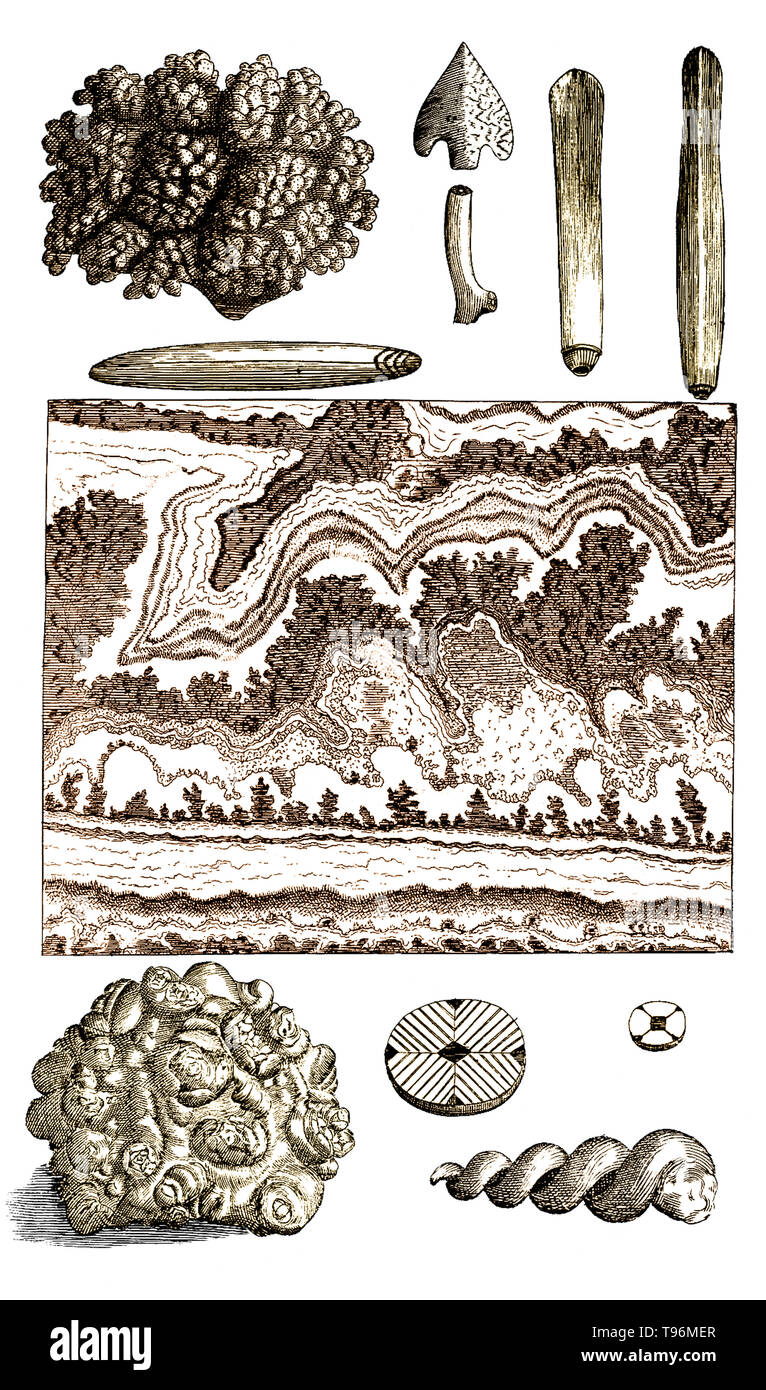 Musaeum Regalis Societatis, 1681. Tabella 20: Florida coral et al. Neemia è cresciuto (Settembre 26, 1641 - 25 Marzo 1712) era un impianto inglese anatomista e fisiologo, noto come il padre di Anatomia vegetale. Nel 1671 ha preso il grado di M.D. presso l'Università di Leiden. Nel 1672 si stabilì a Londra e presto ha acquisito una vasta pratica come un medico. Nel 1682 ha pubblicato Anatomia delle piante, che pure era in gran parte una raccolta di pubblicazioni precedenti. Foto Stock
