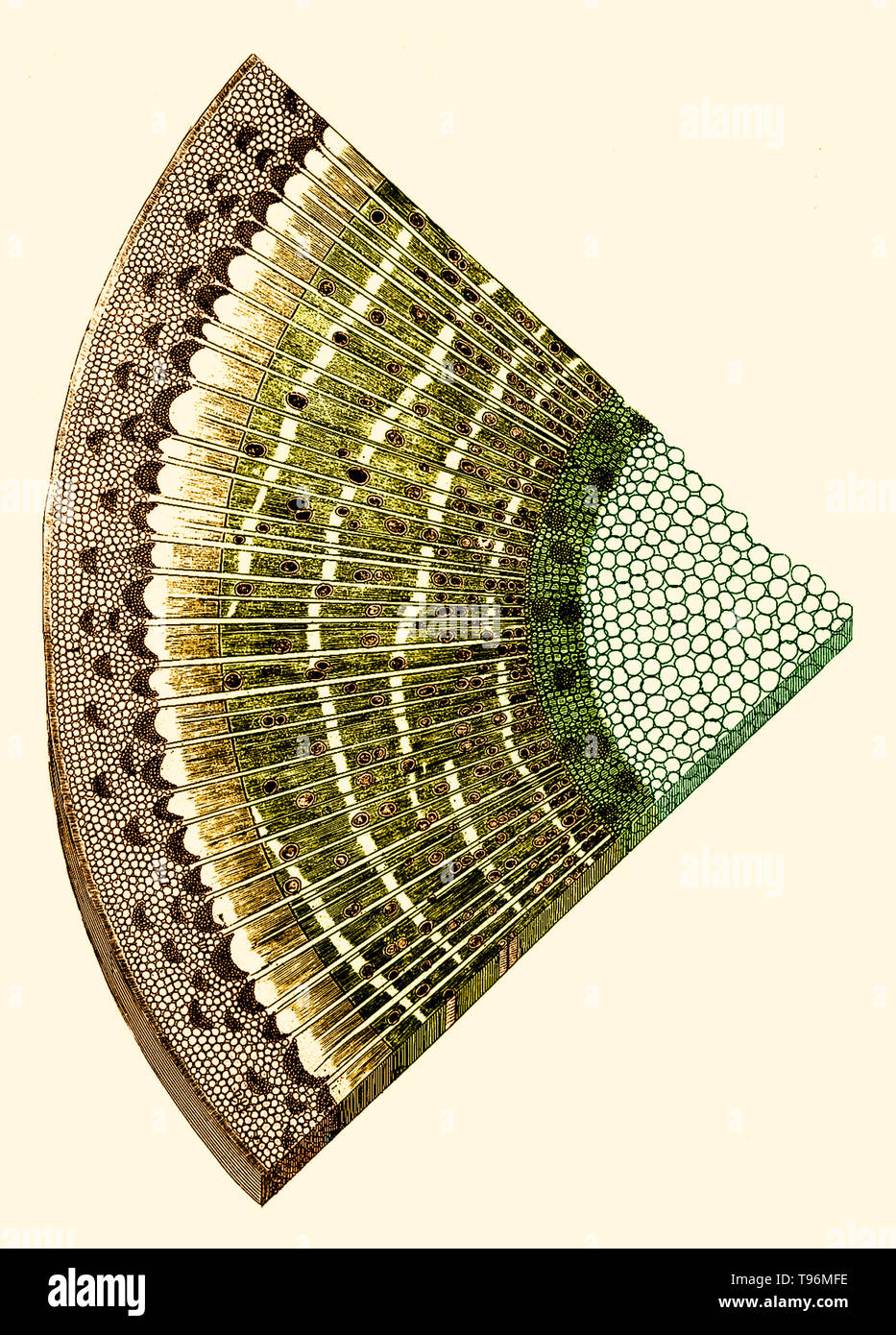 L'anatomia delle piante/con un'idea di una storia filosofica di piante. e diverse altre lezioni. Leggere prima la Royal Society. Stampato da W. Rawlins per l'autore, 1682. Scheda. 31 - fig ramo transversly tagliato. Neemia è cresciuto (Settembre 26, 1641 - 25 Marzo 1712) era un impianto inglese anatomista e fisiologo, noto come il padre di Anatomia vegetale. Nel 1671 ha preso il grado di M.D. presso l'Università di Leiden. Nel 1672 si stabilì a Londra e presto ha acquisito una vasta pratica come un medico. Foto Stock