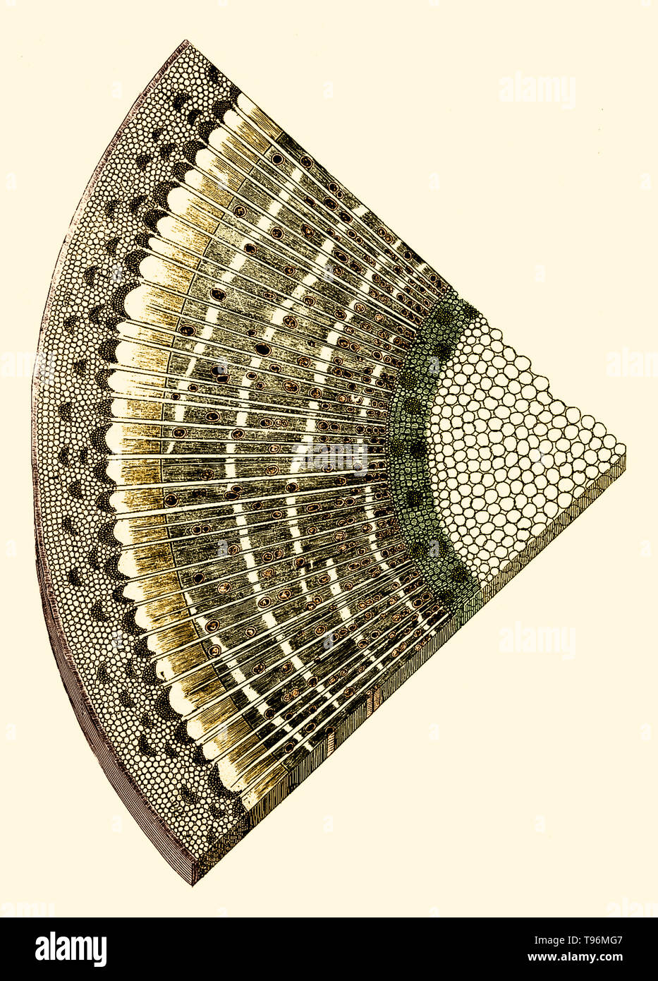 L'anatomia delle piante/con un'idea di una storia filosofica di piante. e diverse altre lezioni. Leggere prima la Royal Society. Stampato da W. Rawlins per l'autore, 1682. Scheda. 31 - fig ramo transversly tagliato. Neemia è cresciuto (Settembre 26, 1641 - 25 Marzo 1712) era un impianto inglese anatomista e fisiologo, noto come il padre di Anatomia vegetale. Nel 1671 ha preso il grado di M.D. presso l'Università di Leiden. Nel 1672 si stabilì a Londra e presto ha acquisito una vasta pratica come un medico. Foto Stock