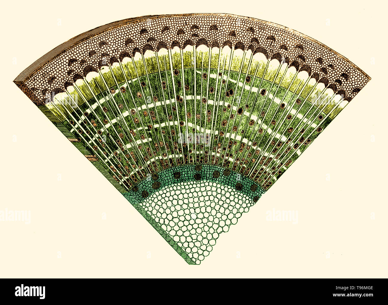 L'anatomia delle piante/con un'idea di una storia filosofica di piante. e diverse altre lezioni. Leggere prima la Royal Society. Stampato da W. Rawlins per l'autore, 1682. Scheda. 31 - fig ramo transversly tagliato. Neemia è cresciuto (Settembre 26, 1641 - 25 Marzo 1712) era un impianto inglese anatomista e fisiologo, noto come il padre di Anatomia vegetale. Nel 1671 ha preso il grado di M.D. presso l'Università di Leiden. Nel 1672 si stabilì a Londra e presto ha acquisito una vasta pratica come un medico. Foto Stock