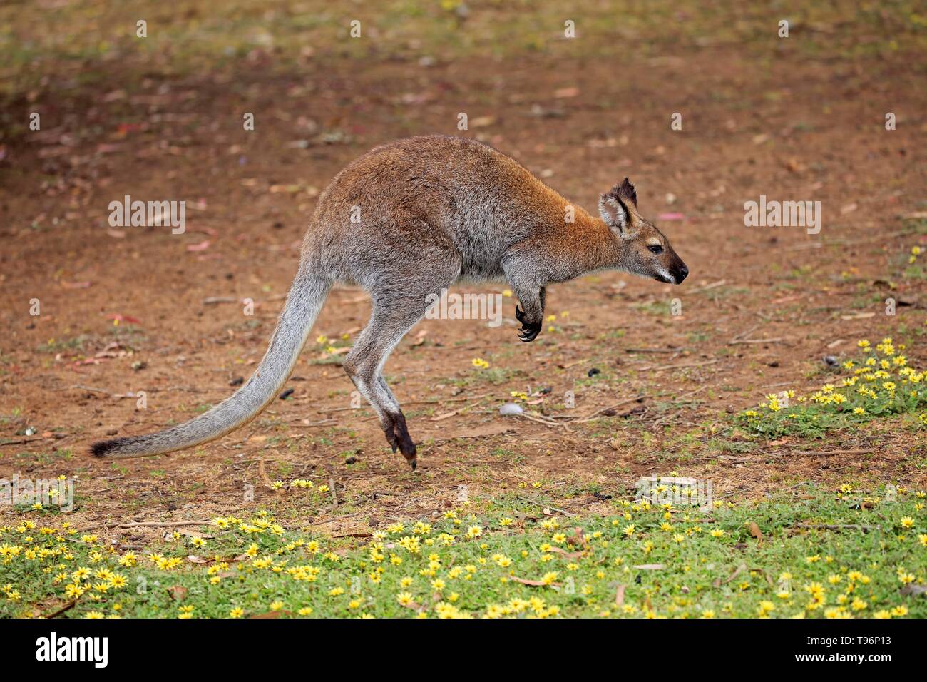 Rosso-un wallaby dal collo (Macropus rufogriseus), Adulto jumping, Cuddly Creek, South Australia, Australia Foto Stock