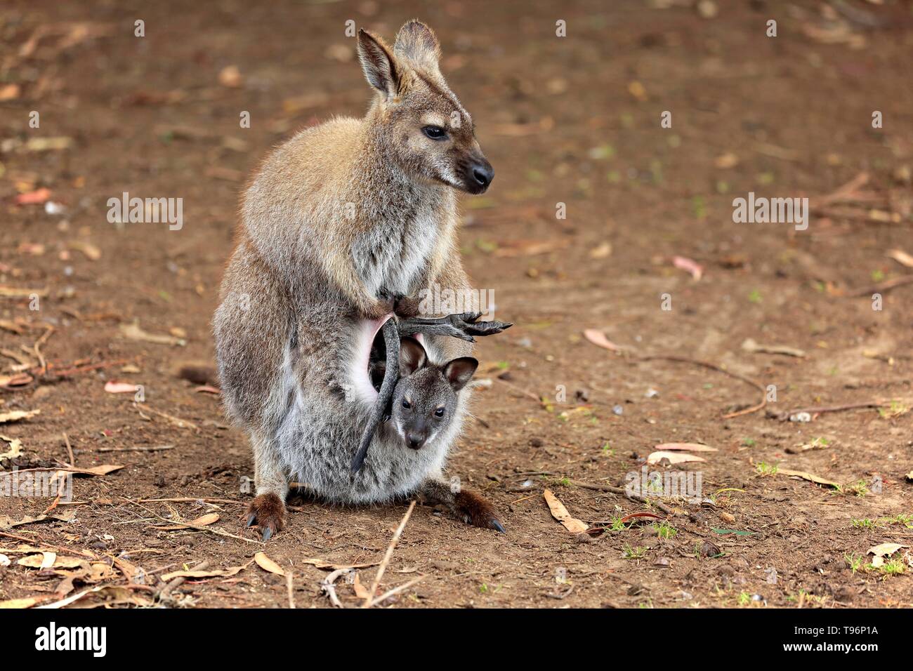Rosso Colli (wallaby Macropus rufogriseus), Adulto, mammifero con bambini, giovani guarda al di fuori del sacchetto, Cuddly Creek, South Australia, Australia Foto Stock
