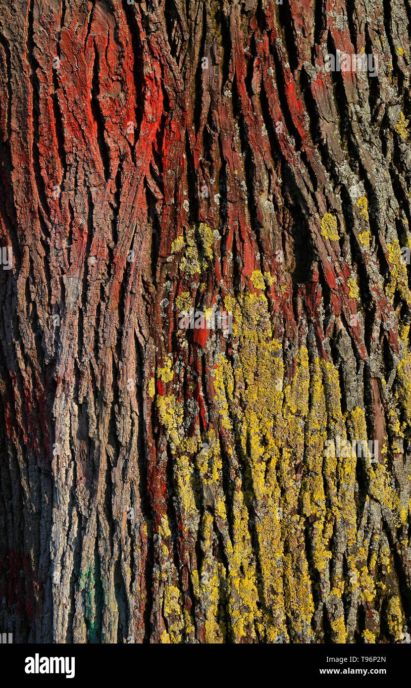 Licheni colorati (Lichen) sulla corteccia di farnia (Quercus robur), Baden-Württemberg, Germania Foto Stock