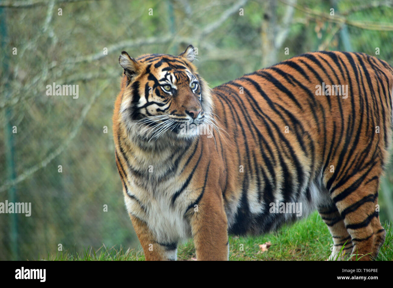 La tigre di Sumatra, Panthera Tigris Sumatrae Foto Stock