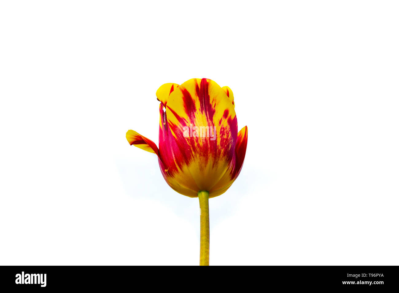 Rembrandt Tulip Helmar isolati su sfondo bianco, centrato. Questa bella trionfo Tulip è una straordinaria miscela di primrose giallo e rosso scarlatto c Foto Stock