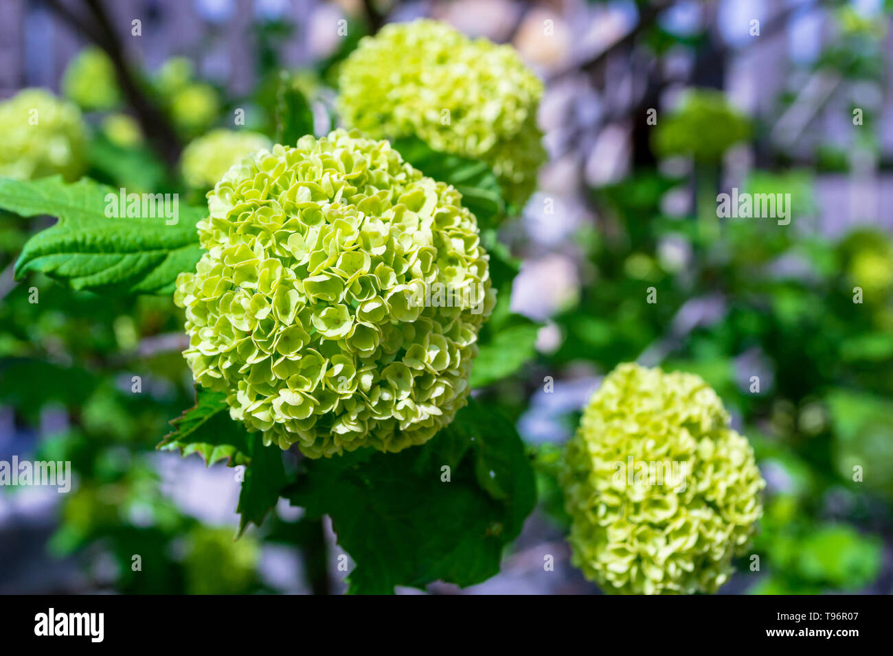 Fresco verde viburno Rose (Viburnum Opulus) corymbs/fiori prima di girare completamente bianco, sotto la luce diretta del sole e in un cortile giardino rurale. Home gardeni Foto Stock