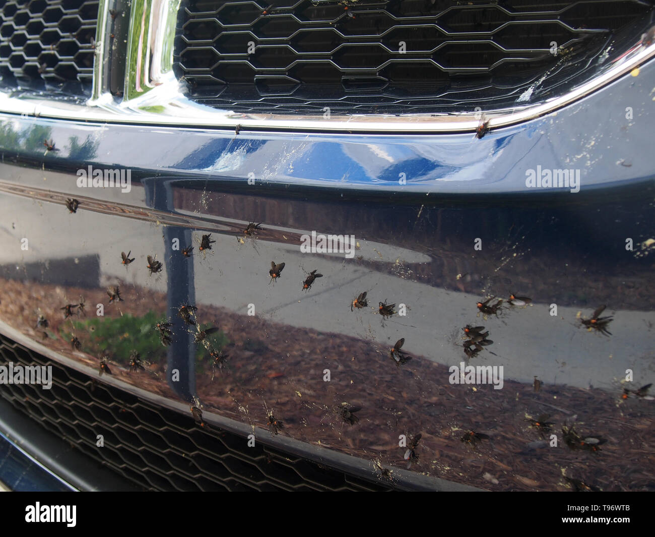 Lovebugs fracassato sul paraurti anteriore della vettura, STATI UNITI D'AMERICA, 8 maggio 2019, © Katharine Andriotis Foto Stock