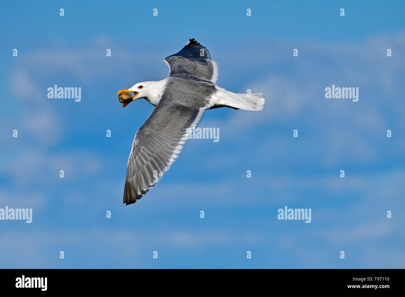 Un alato Glaucous gull, "Larus glaucescens', volare con un clam nel suo disegno di legge sulla costa dell'isola di Vancouver, British Columbia, Canada. Foto Stock