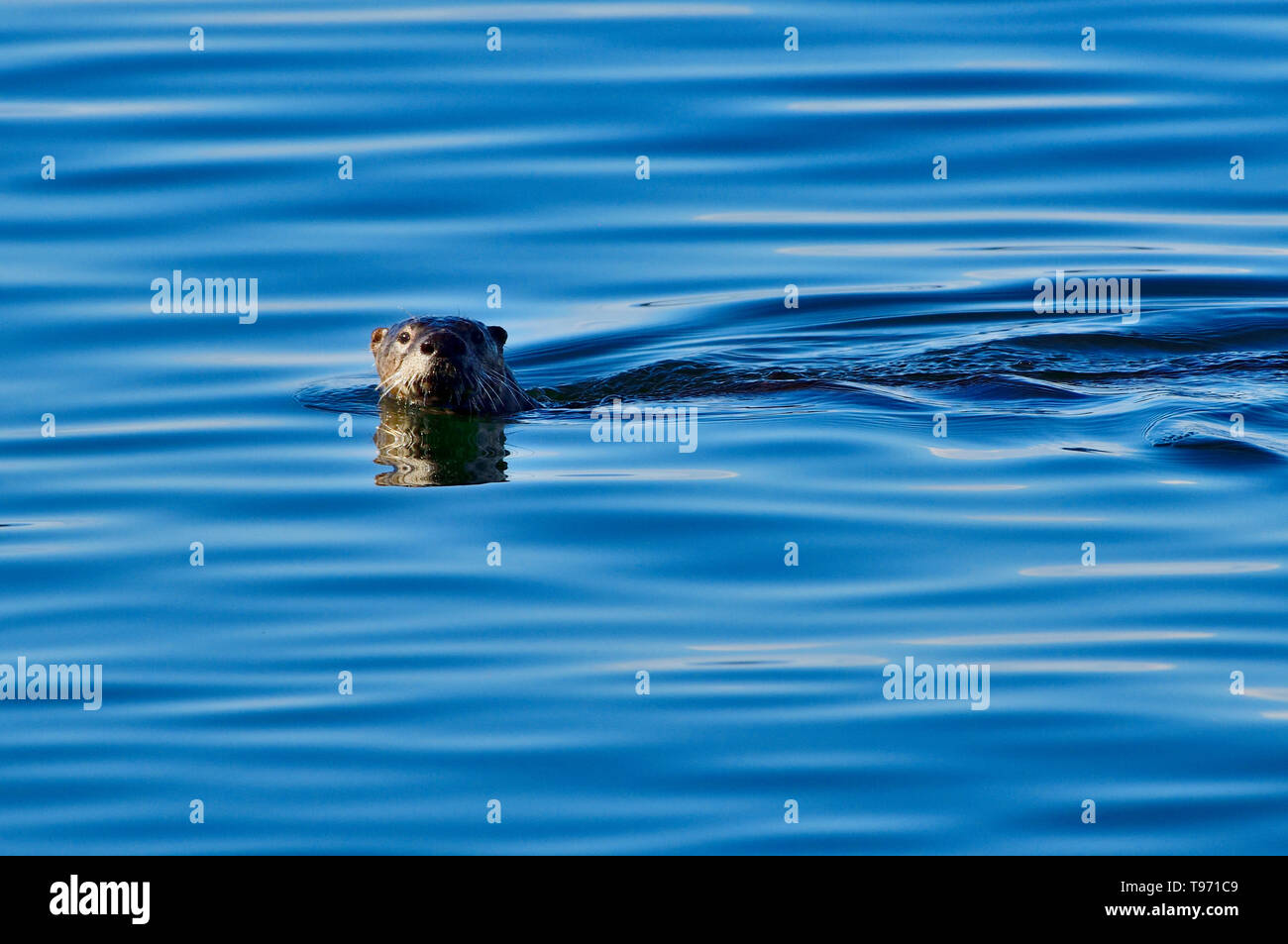 Una Lontra di fiume "Lutra canadensis', nuotare nelle acque blu del canale di Stewart al largo della costa della isola di Vancouver British Columbia Canada Foto Stock