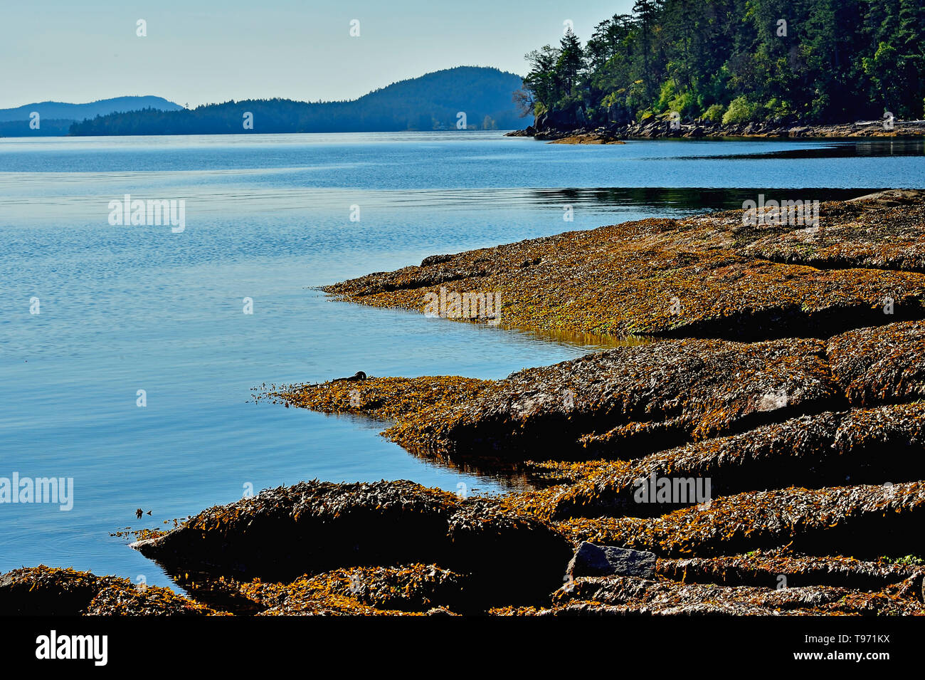 Una spiaggia rocciosa linea su un luminoso giorno sull'Isola di Vancouver British Columbia Canada Foto Stock