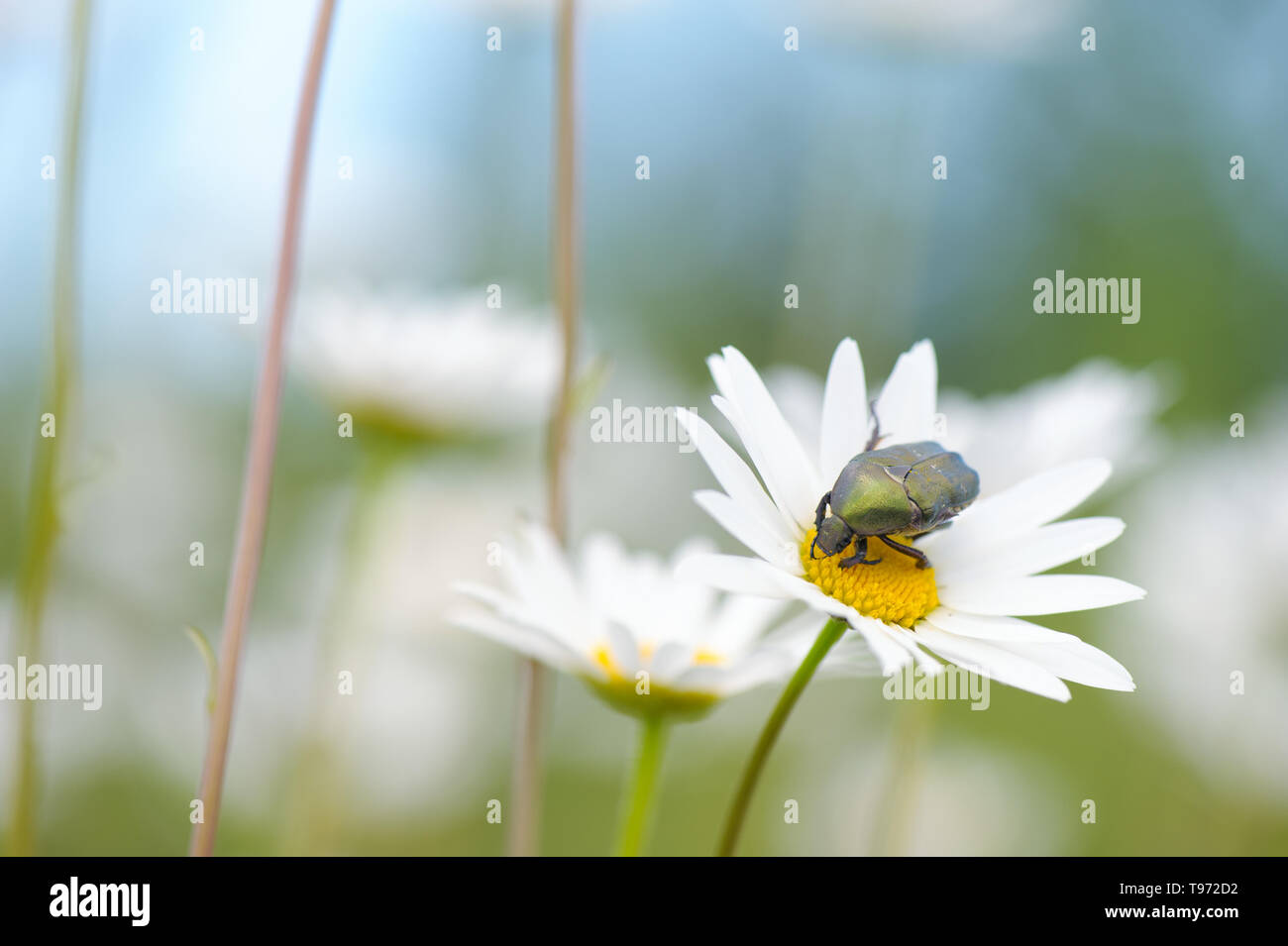 Flower Beetle (Potosia cuprea) su oxeye daisy Foto Stock