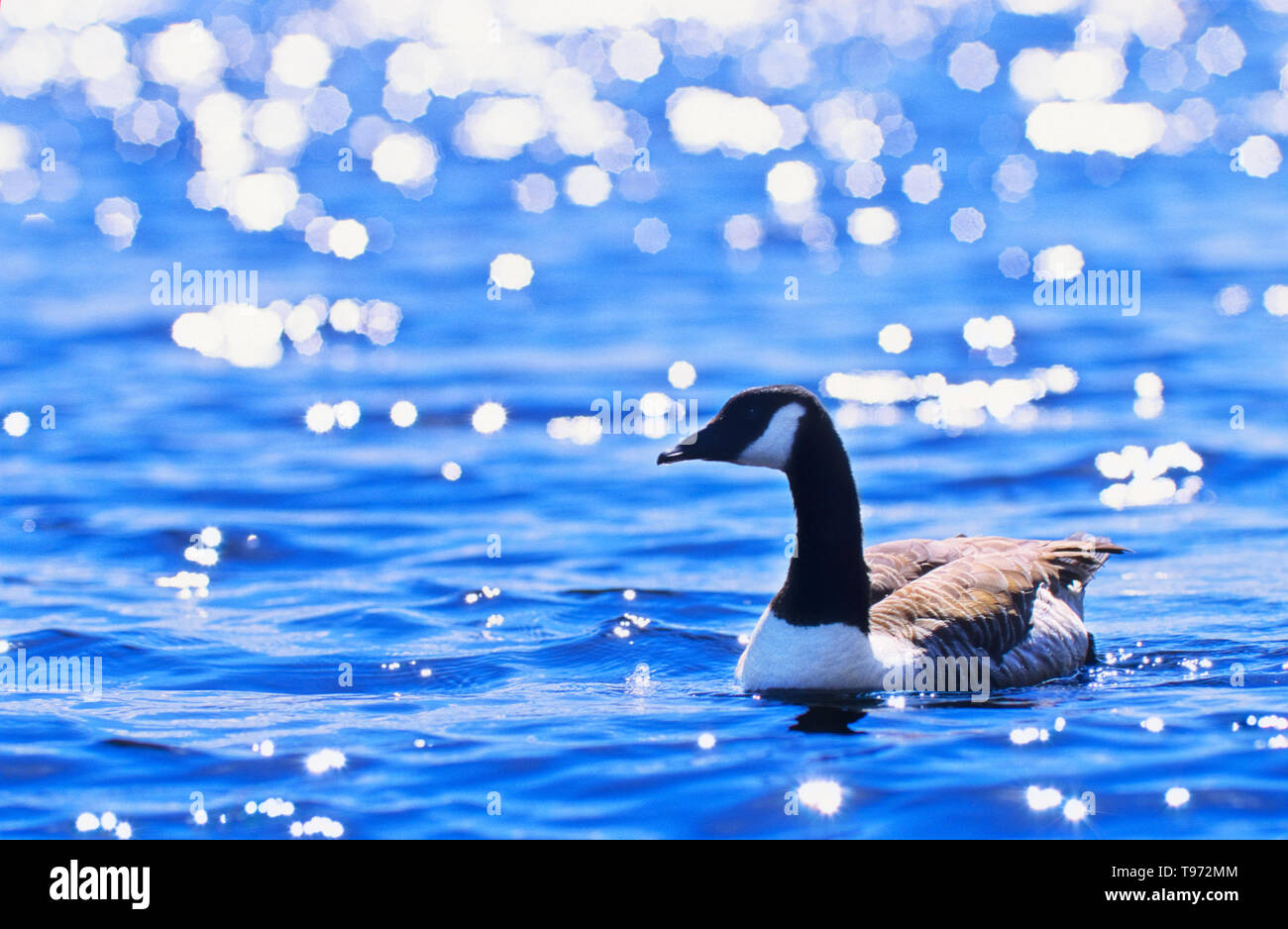 Canada Goose nuoto. La luce del sole scintillante sul blu chiaro la superficie dell'acqua Foto Stock