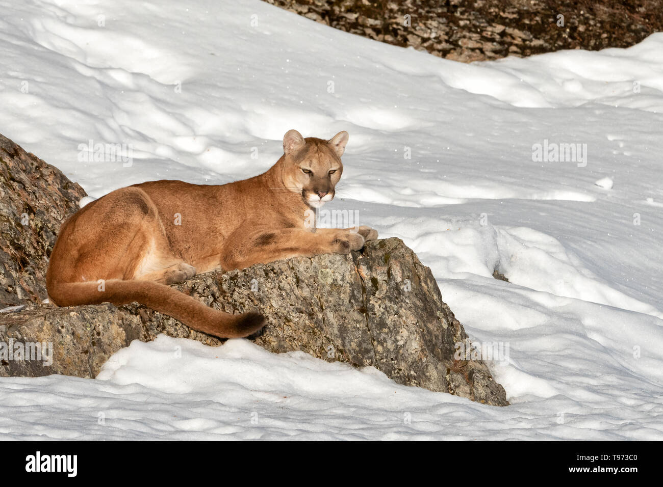 Nord America; Stati Uniti; Montana; fauna; mammiferi; predatori; felini; Mountain Lion; Felis concolor Foto Stock