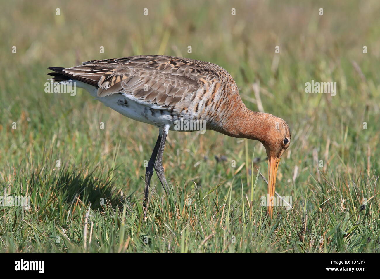 Nero-tailed godwit, Limosa limosa Texel Holland Foto Stock