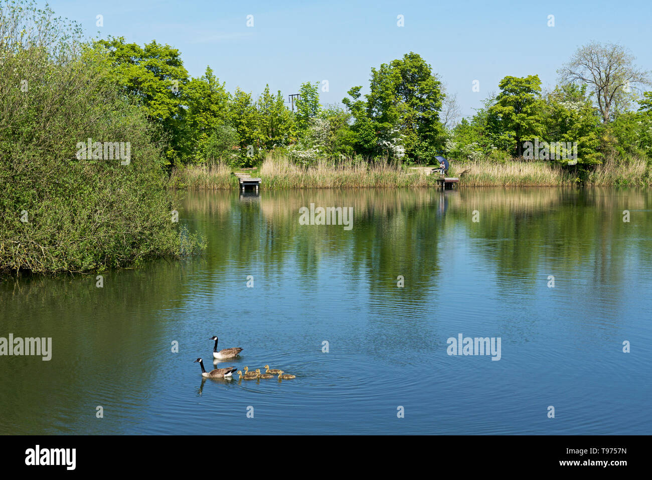 Sugar Mill stagni, Rawcliffe Bridge, East Yorkshire, Inghilterra, Regno Unito Foto Stock