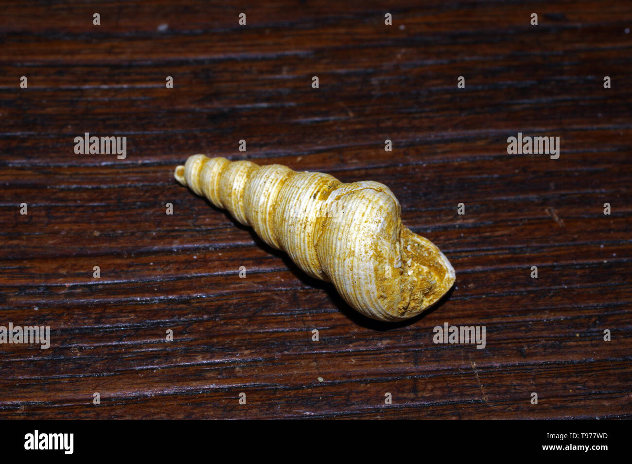 Shell isolata di fossili di close-up Foto Stock