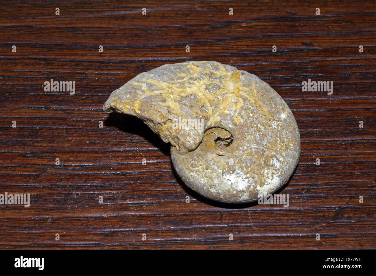 Ammonita isolato di fossili di close-up Foto Stock